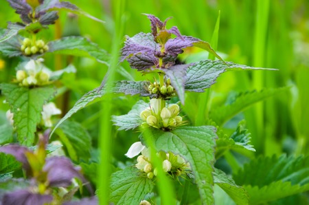 Lots of stinging nettles which have leaves covered with fine hairs that sting.の写真素材