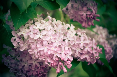 Blossoming Syringa vulgaris.
Syringa vulgaris bush, lilac flowers, selective focus with shallow depth of field.の写真素材