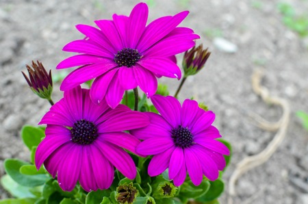 Beautiful Dimorphoteca daisy flower in spring Uraineの写真素材