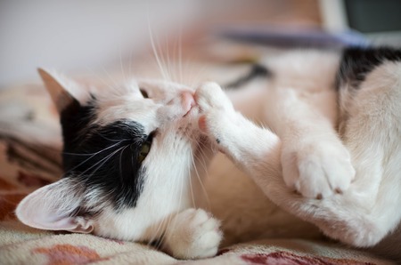 Cute black and white cat, indoor photoの写真素材