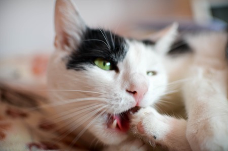 Cute black and white cat, indoor photoの写真素材