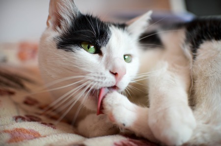 Cute black and white cat, indoor photoの写真素材