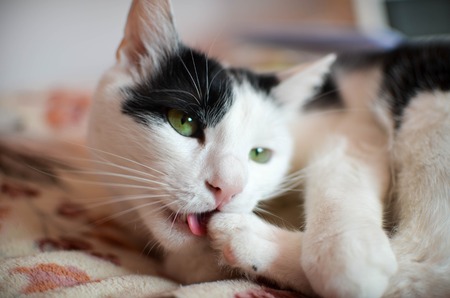Cute black and white cat, indoor photoの写真素材