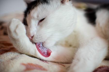 Cute black and white cat, indoor photoの写真素材