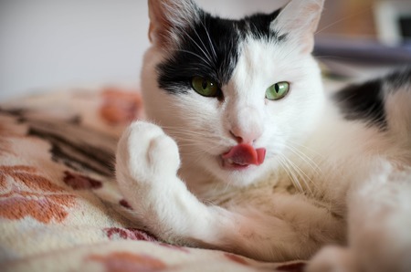 Cute black and white cat, indoor photoの写真素材