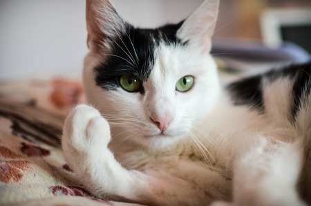 Cute black and white cat, indoor photoの写真素材