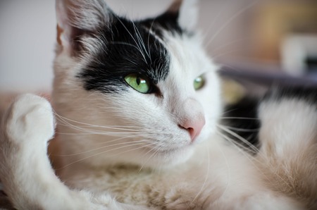 Cute black and white cat, indoor photoの写真素材