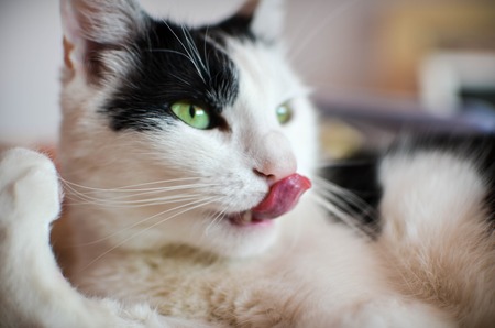 Cute black and white cat, indoor photoの写真素材