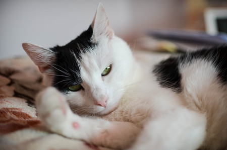 Cute black and white cat, indoor photoの写真素材