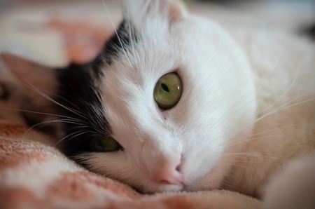 Cute black and white cat, indoor photoの写真素材