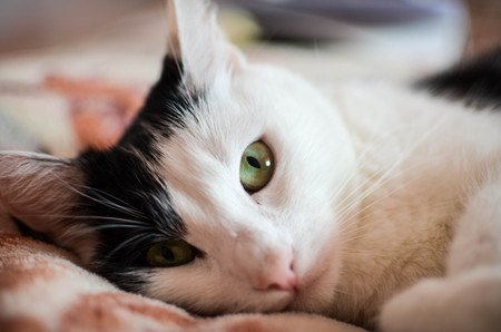 Cute black and white cat, indoor photoの写真素材
