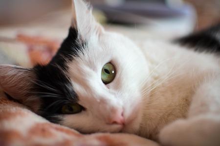 Cute black and white cat, indoor photoの写真素材