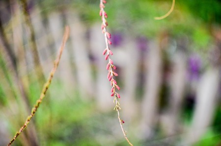 tamarisk branch in bloom - tamarisk, salt cedar - close up in spring. Selectiv focus.の写真素材