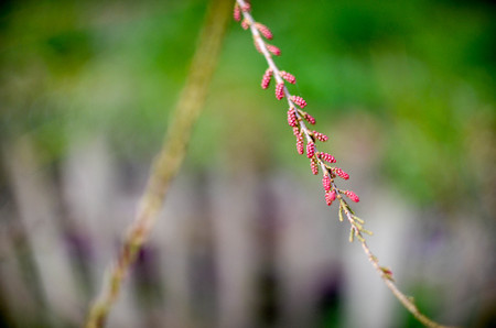 tamarisk branch in bloom - tamarisk, salt cedar - close up in spring. Selectiv focus.の写真素材