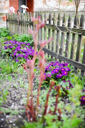 Bright spring flowers and leafs, outdoor 2014の写真素材