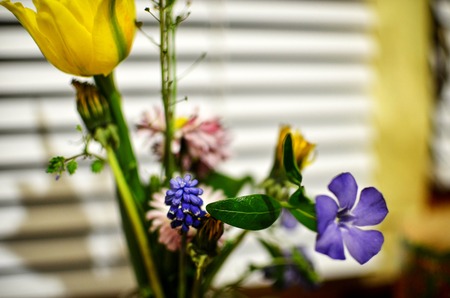 Periwinkle, tulips and narcissus flowers in spring bouquetの写真素材