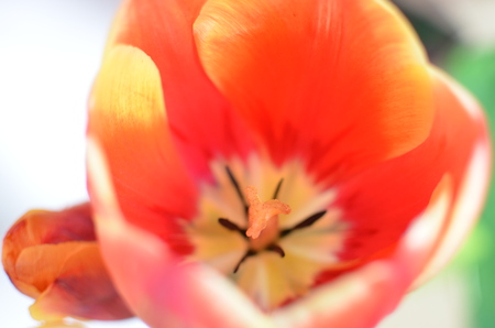 Closeup photo of red tulip core, abstract floral background, spring time nature detailの写真素材
