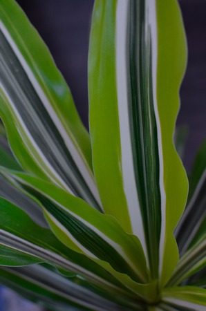 Green leaf background. Dracaena closeup for green nature backgroundの写真素材