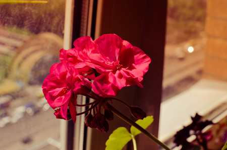 pink geranium flowers closeup near the windowの写真素材