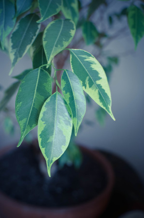 Abstract background with green leaves of Ficus on the tree. Selective Focus.の写真素材