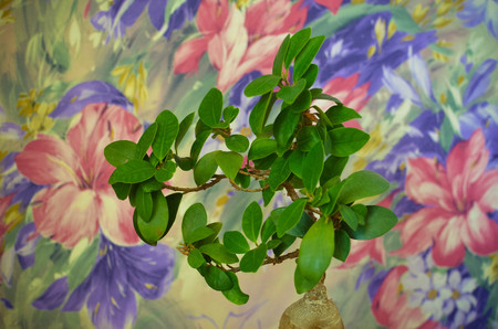 Spring blossom background with a green plantの写真素材