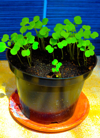 Side view of arugula planted in a pot on bright backgroundの写真素材