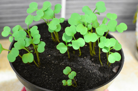 Side view of arugula planted in a pot on bright backgroundの写真素材