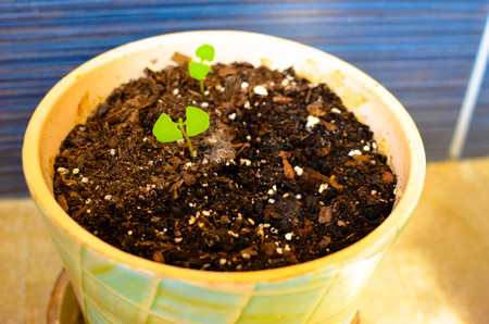 Sweet Basil sprouts in the pot. homemade basilの写真素材