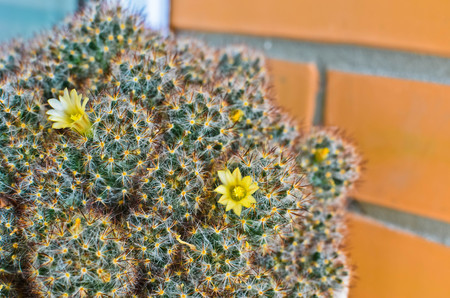 mammillaria cacti white flower group. Closeup photoの写真素材