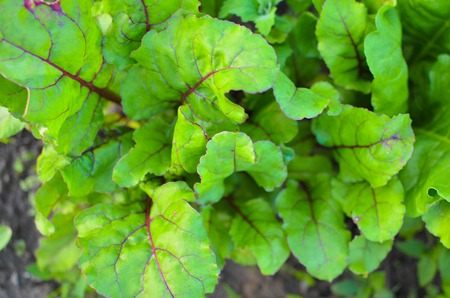 Leaves of beetroot plants in garden, Ukraine
