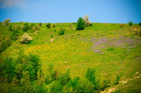 Mountain landscape with yellow and violet flowers at summer