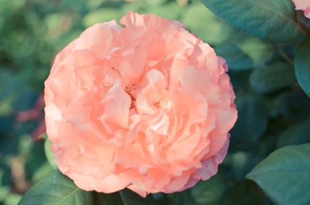 Pink rose flowers with background at the gardenの写真素材