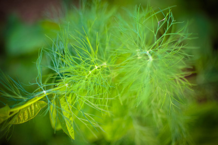 dill plant and flower as agricultural backgroundの写真素材