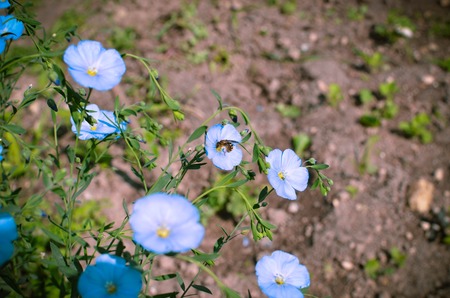 Background of blooming blue flax in a farm field