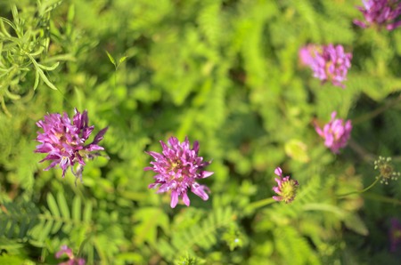 Violet flowers and grass in the forest, closeupの写真素材
