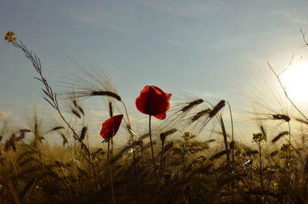 Field of wheat and red poppies against the blue sky and the Sun, Ukraineの写真素材