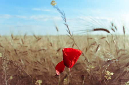 Field of wheat and red poppies against the blue sky and the Sun, Ukraineの写真素材