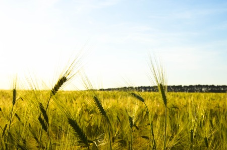 golden wheat field and the sky at sunny dayの写真素材