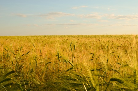 golden wheat field and the sky at sunny day