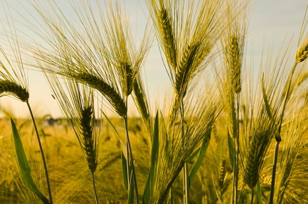golden wheat field and the sky at sunny dayの写真素材