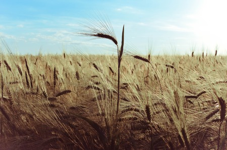 golden wheat field and the sky at sunny dayの写真素材