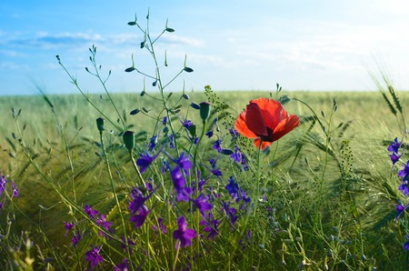 Field of wheat and red poppies against the blue sky and the Sun, Ukraineの写真素材