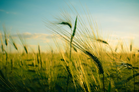 golden wheat field and the sky at sunny dayの写真素材