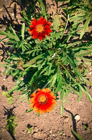 Gazania garden plant in flower.Bright yellow, orange and redの写真素材