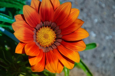 Gazania garden plant in flower.Bright yellow, orange and redの写真素材