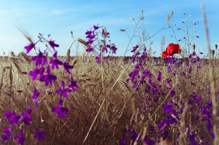 Poppy, cornflowers and rapeseed in the field. Blooming wildflowers. Red and blue flowersの写真素材