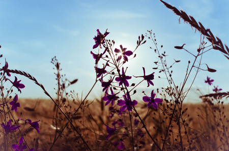 Poppy, cornflowers and rapeseed in the field. Blooming wildflowers. Red and blue flowersの写真素材