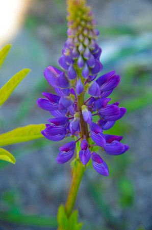 Wild Lupin flowers and buds on stem just before full blossom, close-up, selective focus, shallowの写真素材