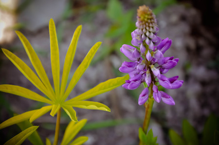 Wild Lupin flowers and buds on stem just before full blossom, close-up, selective focus, shallowの写真素材