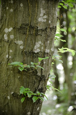Bark of Pine Tree in the Ukrainian Forestの写真素材